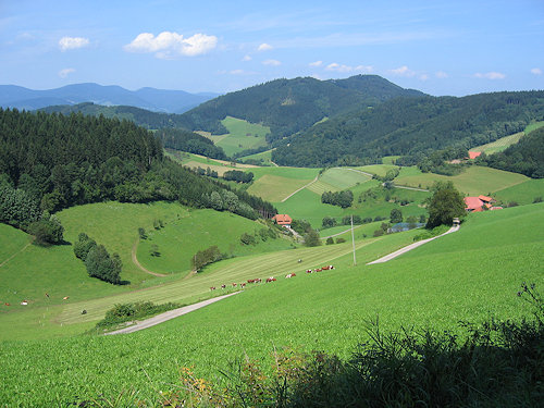 Typische Schwarzwald-Landschaft am Landwassereck